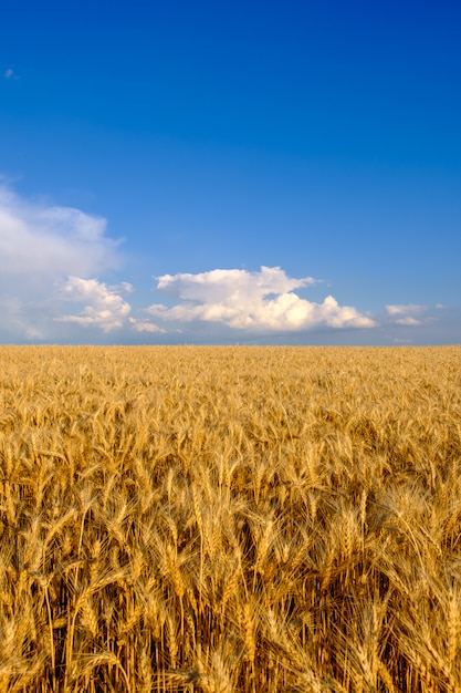 Premium Photo | Field of golden wheat at blue sky background with white ...