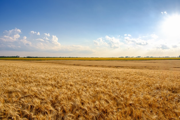 Premium Photo | Field of golden wheat at blue sky background with white ...