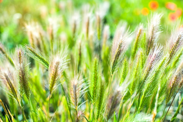 Premium Photo Field Grass Spikelet Closeup