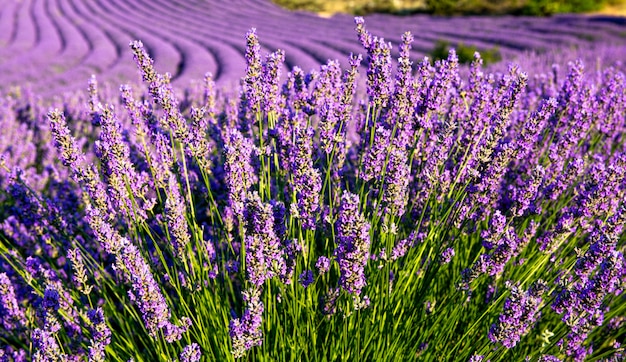 Premium Photo Field Of Lavender Flowers Harvesting