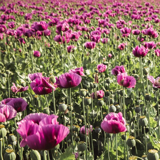 Premium Photo | Field of lilac poppy flowers in sunlight in early summer