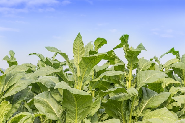 Premium Photo | Field of nicotiana tabacum