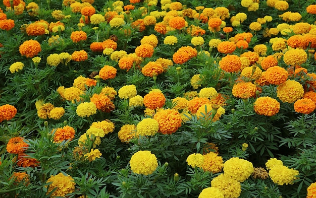 背景や壁紙のための咲くオレンジと黄色のマリーゴールドの花のフィールド プレミアム写真