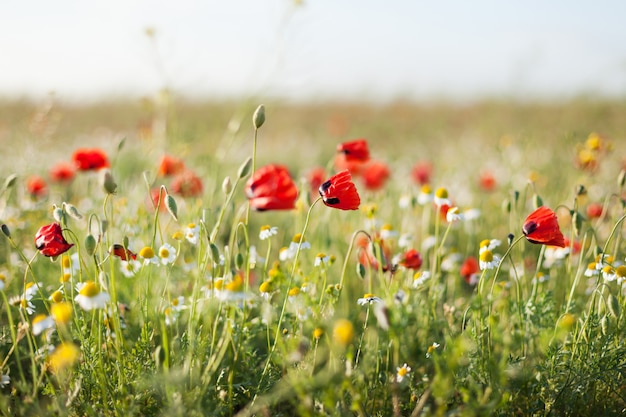 トウモロコシのケシの花のフィールド プレミアム写真