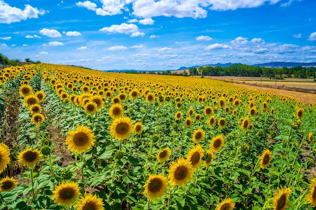 Подсолнухи и солнце фото