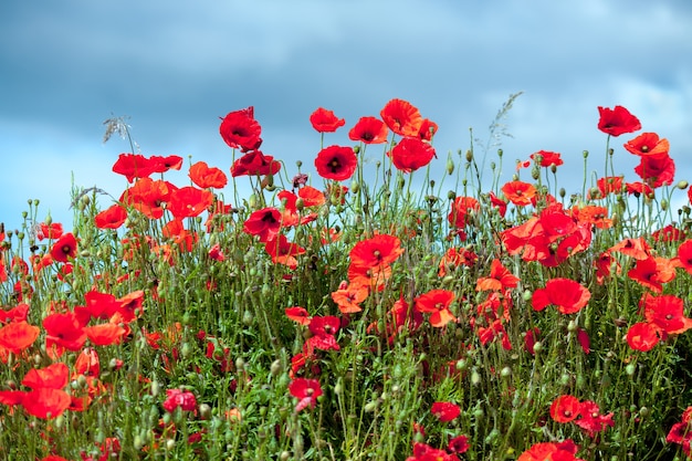 Premium Photo | Field of poppies in sussex