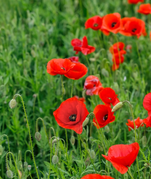 Premium Photo | Field of poppies