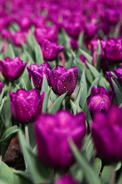 Premium Photo Field Of Purple Tulips 4675