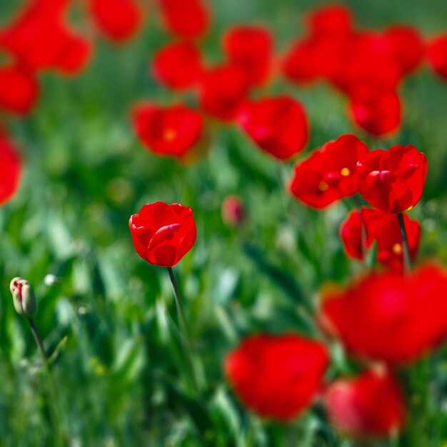 Premium Photo Field Of Red Tulips