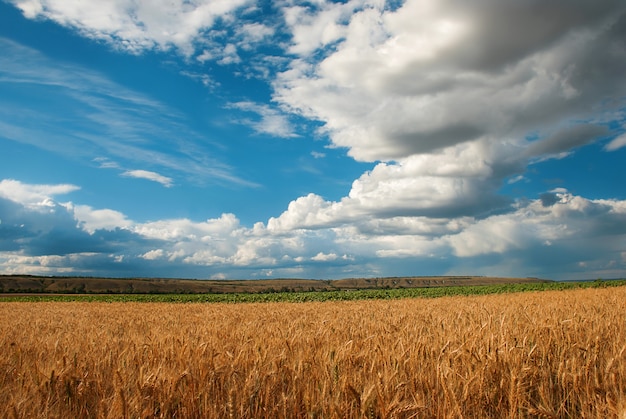 Premium Photo | Field of wheat in cloudy day in summer