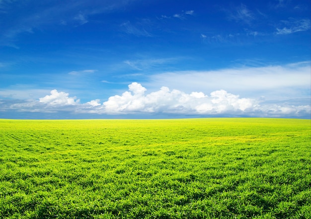 Premium Photo | Field with blue sky