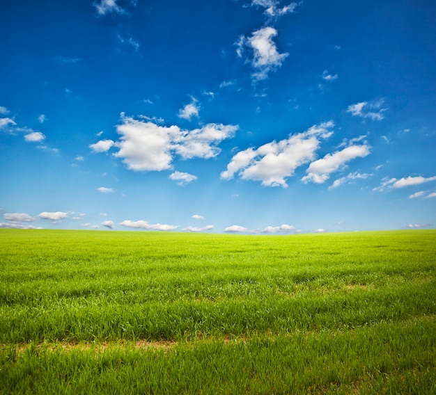 Premium Photo Field With Green Grass Under A Clear Sky