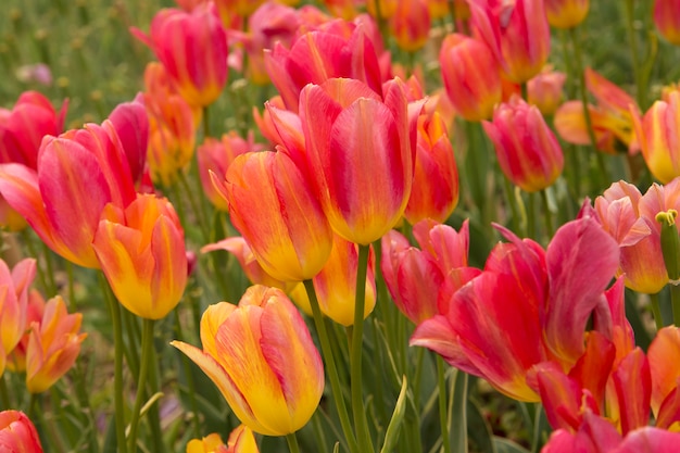 Free Photo | Field with pink tulips.