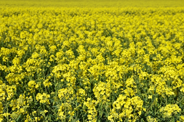 Field with rape (brassica napus) (brassica napus) | Free Photo