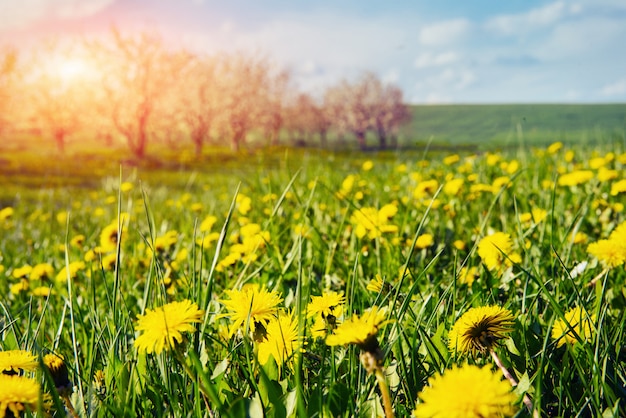 Premium Photo | Field of yellow dandelions