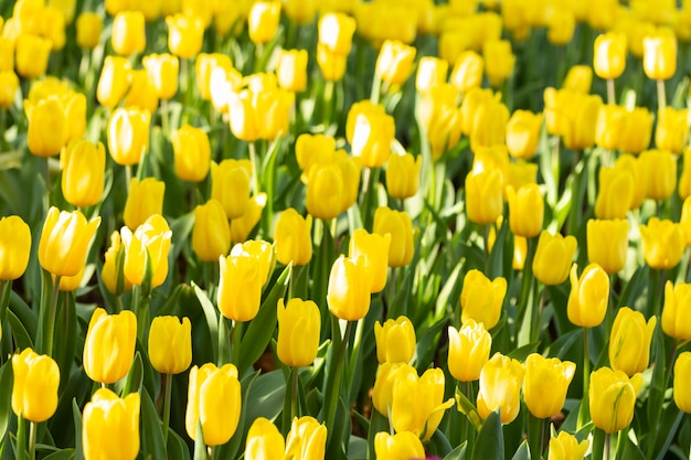 Premium Photo | Field of yellow tulips in spring day. colorful tulips ...