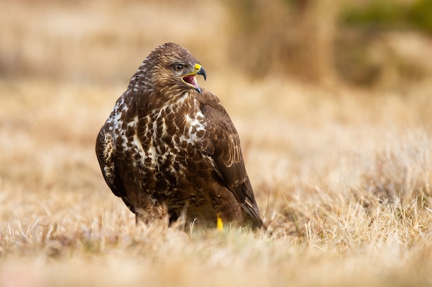 Premium Photo | Fierce common buzzard screeching on field in autumn