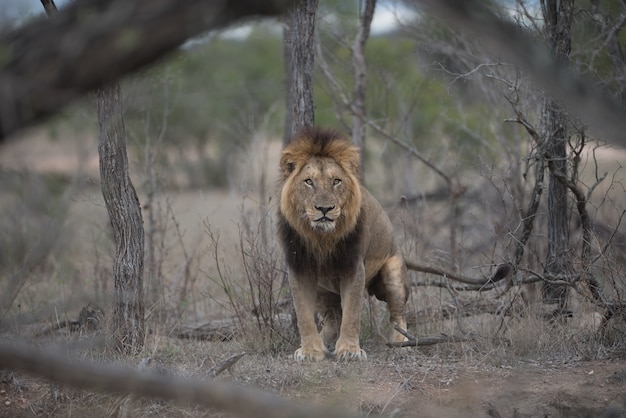 背景がぼやけた獰猛な雄ライオン 無料の写真