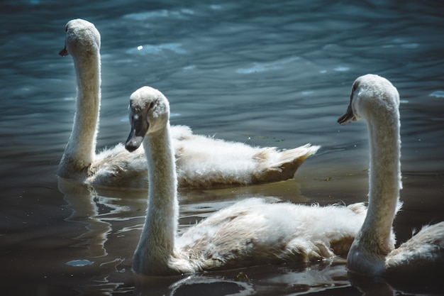 Premium Photo | A fiew swan kids swimming in a river