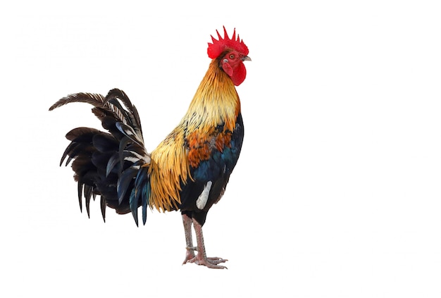 Premium Photo | The fighting cock is beautiful pet animal on white ...