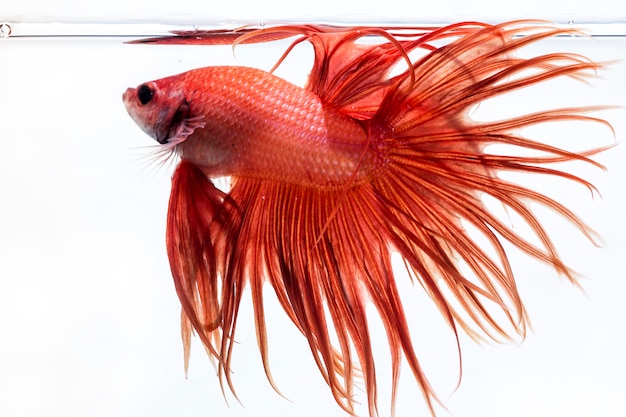 Fighting fish (betta splendens) fish with a beautiful Premium Photo