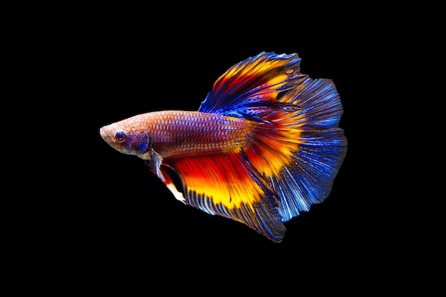 Free Photo | Fighting fish on black background.