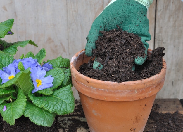 Premium Photo | Fill a ground flower pot