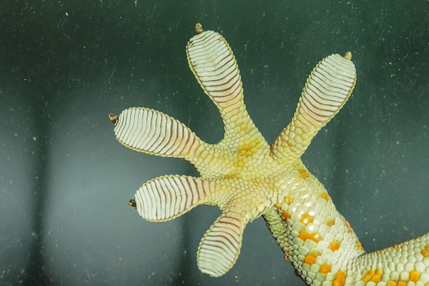 Premium Photo | Fingers of gecko on glass