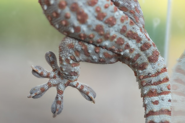 Premium Photo | Fingers of gecko on glass