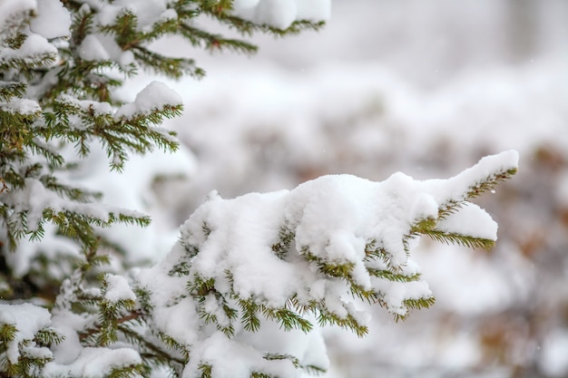 Premium Photo | Fir branches covered with fresh snow, falling ...