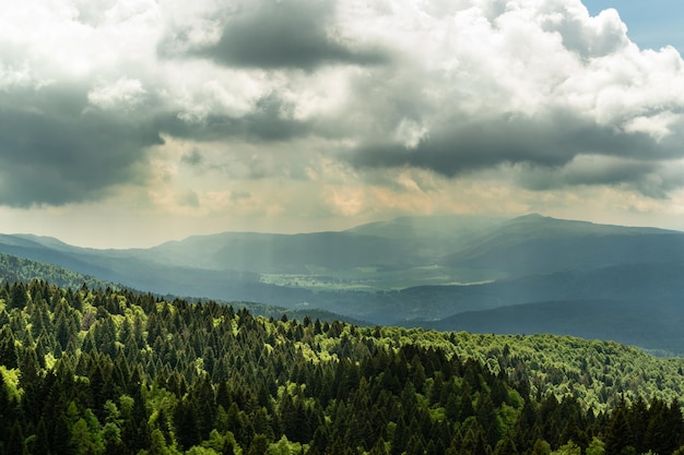 Premium Photo | Fir forest and a valley in the background sunlight and ...