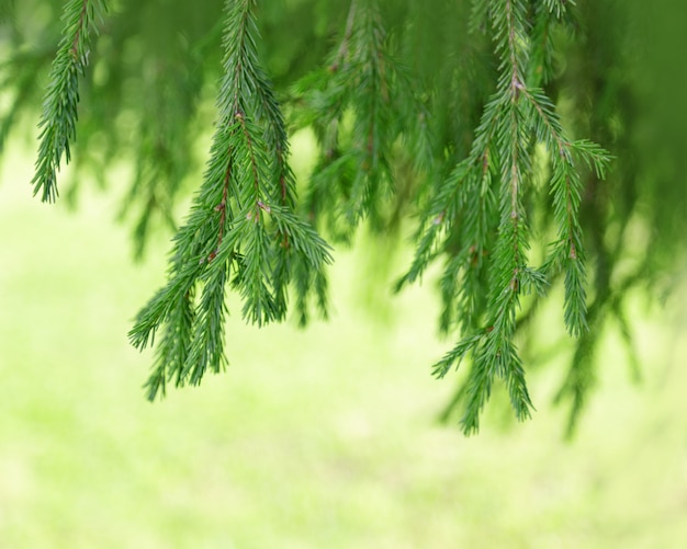 Premium Photo | Fir tree branches close up.