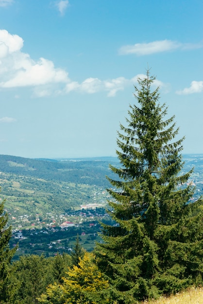 Free Photo | A fir tree overlooking the mountain landscape