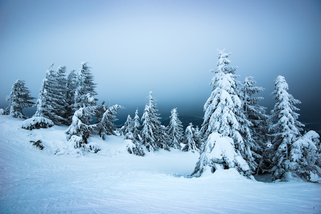 Premium Photo | Fir trees swaying in the wind in the snow