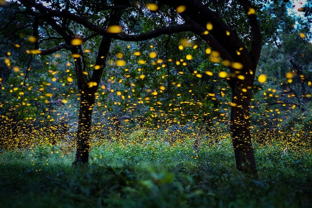 Premium Photo | Firefly flying in the forest. in the bush at night at ...