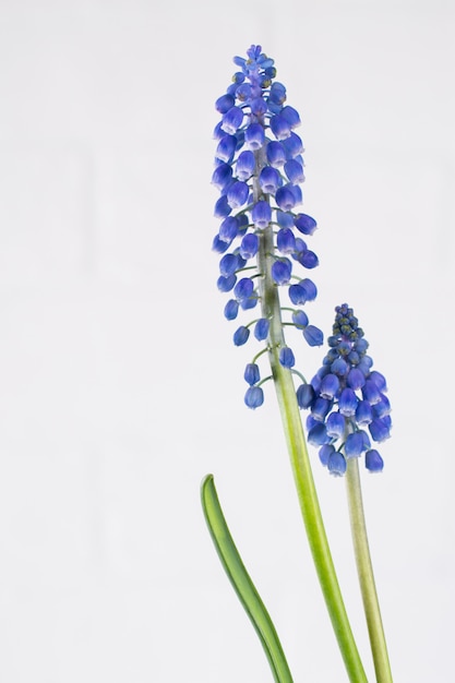 Premium Photo | First blue spring small flowers on white background