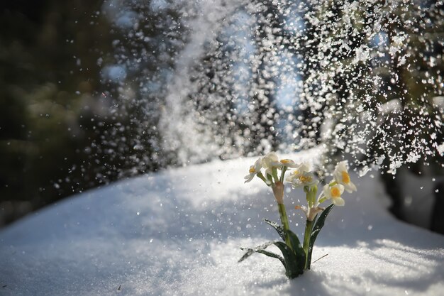 Premium Photo The First Spring Flower Snowdrop In The Forest Spring