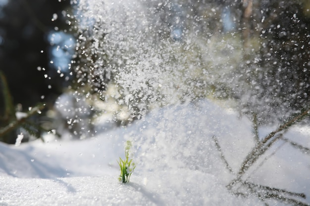 Premium Photo The First Spring Flower Snowdrop In The Forest Spring