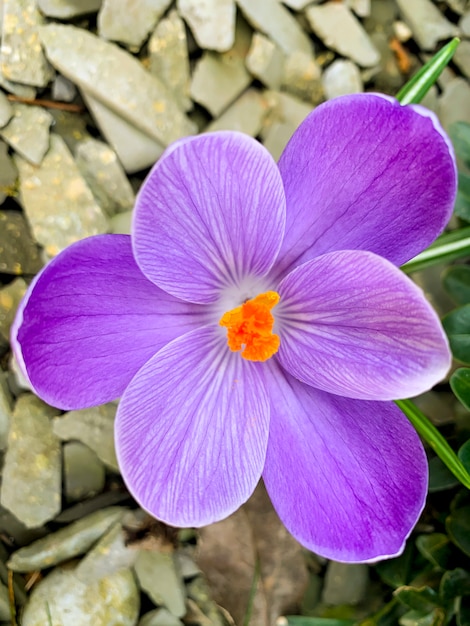 最初の春の花紫のクロッカスが地面で育つ プレミアム写真