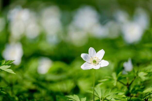 Premium Photo | First spring flowers