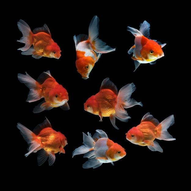 Free Photo | Fish on a black background