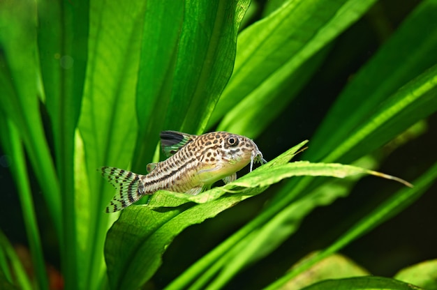 Premium Photo | Fish. corydoras julii in aquarium. corydoras trilineatus