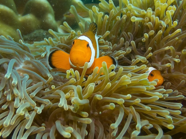Premium Photo | Fish hiding in coral reef