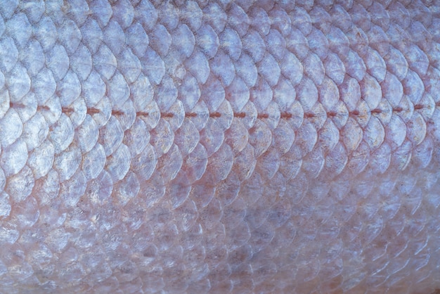 Premium Photo | Fish scales close up