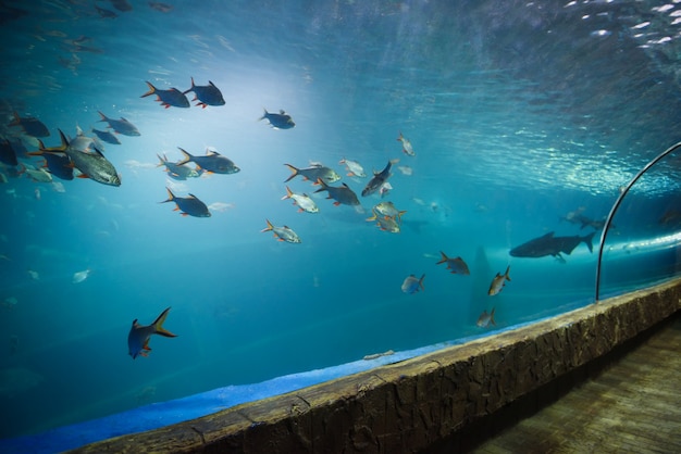 水中の水族館での魚のトンネル水族館の水槽を泳ぐさまざまな種類の魚 プレミアム写真