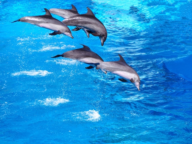 5つの美しいイルカは 自然の背景のためのプールで水の上にジャンプ プレミアム写真