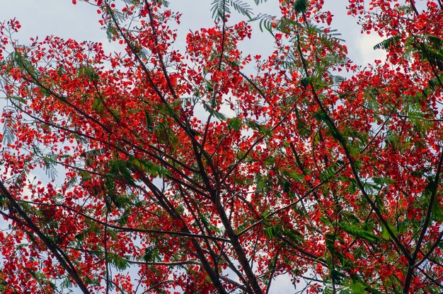 Premium Photo | Flamboyan flowers (delonix regia) in gunung kidul ...