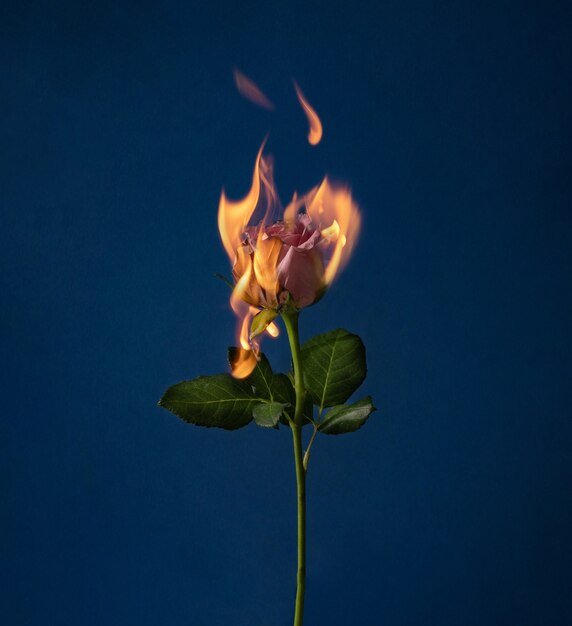 青い壁に燃えるようなバラの花 花と火のコンセプトが大好きです プレミアム写真