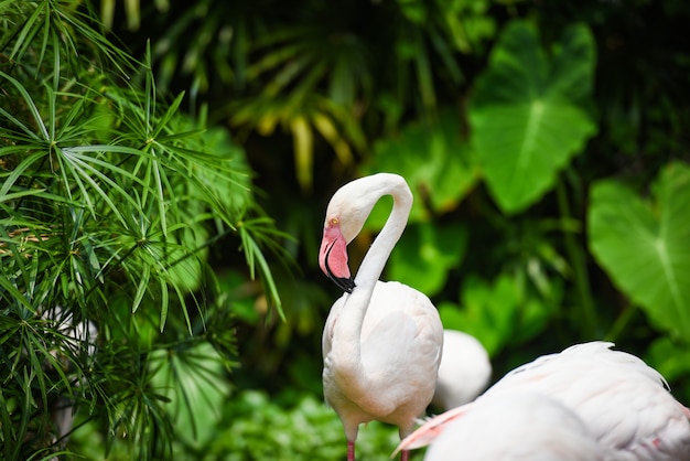 flamingo-bird-beautiful-lake-river-nature-tropical-animals-greater-flamingo_73523-862.jpg