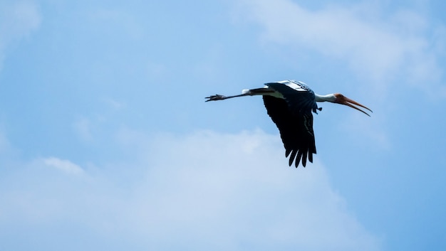 フラミンゴ空を飛ぶ プレミアム写真